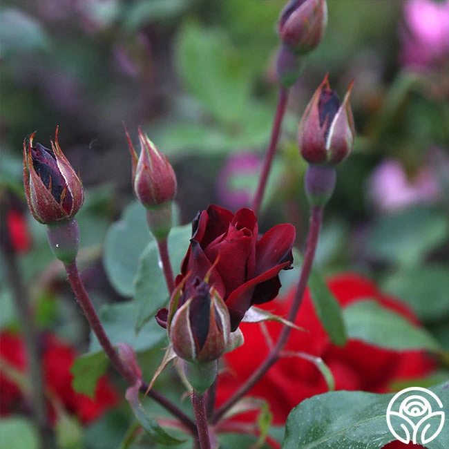 Black Ice™ 10 Black Ice™ - Image 10