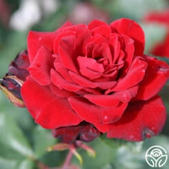 Black Ice™ 17 Black Ice™ -Precisiom Store black ice 3 8