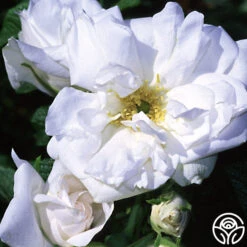 Blanc Double De Coubert -Precisiom Store blanc double de coubert logo 01