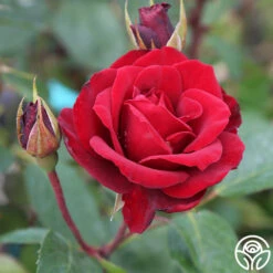 Blaze 11 Blaze -Precisiom Store blaze 4