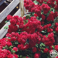 Blaze 10 Blaze -Precisiom Store blaze 5