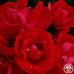 Blaze 9 Blaze -Precisiom Store blaze 9