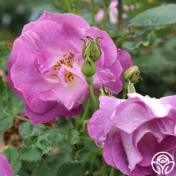 Blue For You 7 Blue For You -Precisiom Store blue for you 2 1