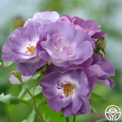 Blue For You 6 Blue For You -Precisiom Store blue for you 5