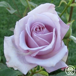 Blue Girl 7 Blue Girl -Precisiom Store blue girl 2 2