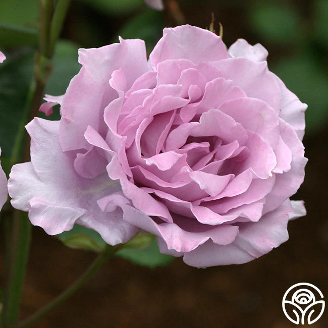 Blue Moon® 6 Blue Moon® - Image 6