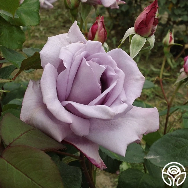 Blue Moon® 2 Blue Moon® - Image 2