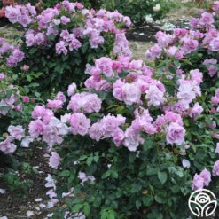 Blueberry Hill 7 Blueberry Hill -Precisiom Store blueberry hill 2 1