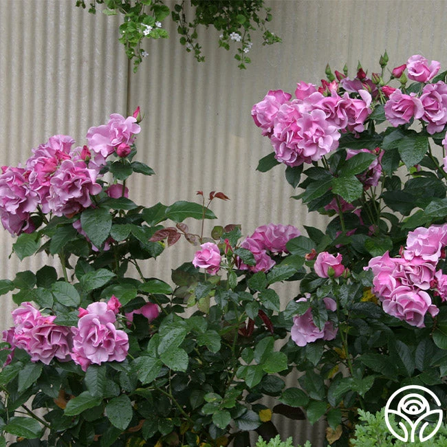 Blueberry Hill 5 Blueberry Hill - Image 5