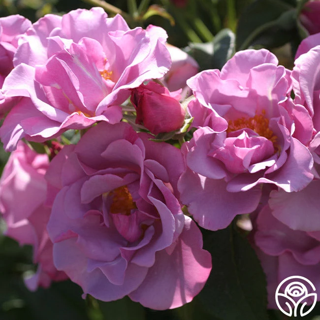 Blueberry Hill 4 Blueberry Hill - Image 4