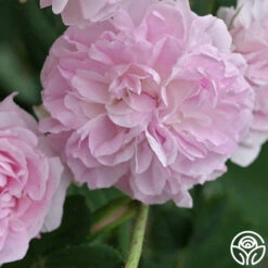 Blush Damask -Precisiom Store blush damask 1 5