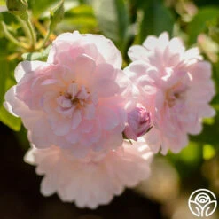 Blush Noisette -Precisiom Store blush noisette 3 1 1