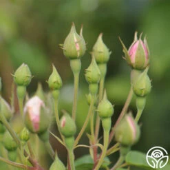 Blush Noisette -Precisiom Store blush noisette 4 5