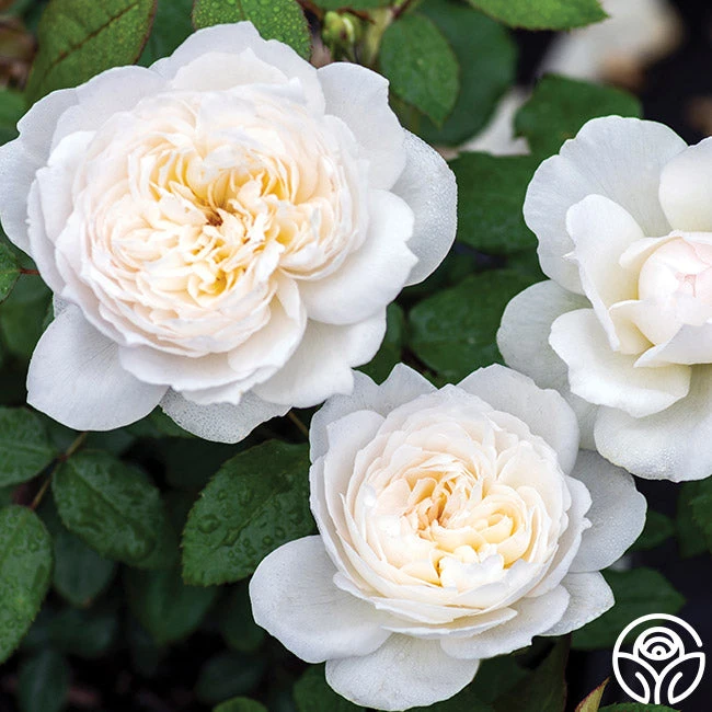 Bolero™ 3 Bolero™ - Image 3