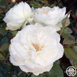 Bolero™ 20 Bolero™ -Precisiom Store bolero 3 1