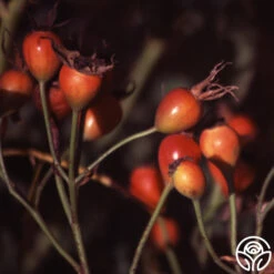 Bourbon Queen -Precisiom Store bourbon queen 5 5