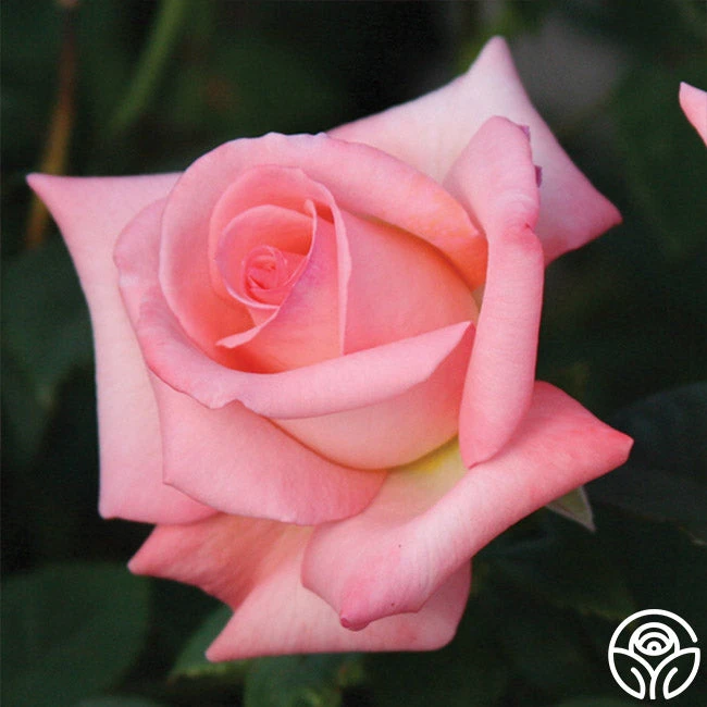 Bride 2 Bride - Image 2