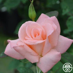 Bride 8 Bride -Precisiom Store bride 3 1