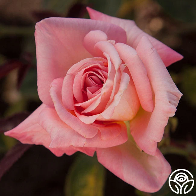 Bride 3 Bride - Image 3