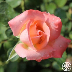 Bride 9 Bride -Precisiom Store bride 6