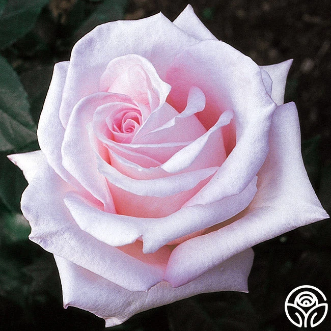 Bride's Dream 1 Bride's Dream