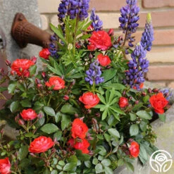 Veranda® Brilliant™ -Precisiom Store brilliant veranda 3