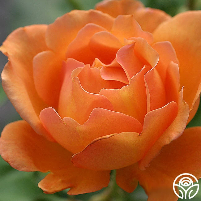 Bronze Star™ 2 Bronze Star™ - Image 2