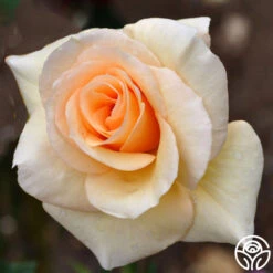 By Appointment™ -Precisiom Store byappointment logo 01