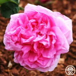 Cabbage Rose -Precisiom Store cabbage rose 3 5