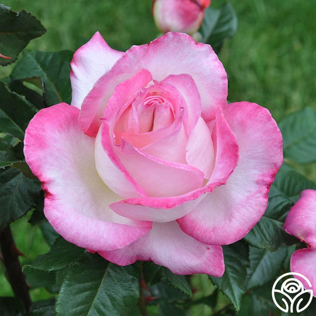 California Dreamin'™ 2 California Dreamin'™ - Image 2