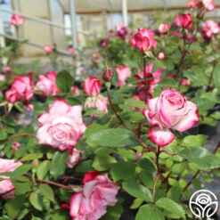 Candy Cane Cocktail™ 33 Candy Cane Cocktail™ -Precisiom Store candycane cocktail 11