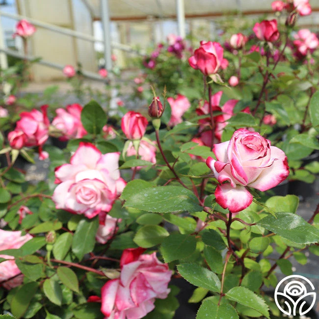 Candy Cane Cocktail™ 16 Candy Cane Cocktail™ - Image 16