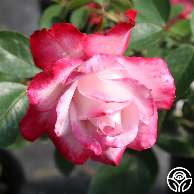 Candy Cane Cocktail™ 7 Candy Cane Cocktail™ - Image 7