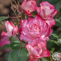 Candy Cane Cocktail™ 21 Candy Cane Cocktail™ -Precisiom Store candycane cocktail 4