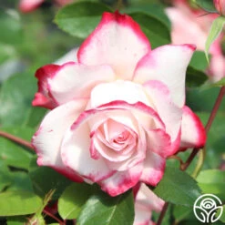 Candy Cane Cocktail™ 27 Candy Cane Cocktail™ -Precisiom Store candycane cocktail 8