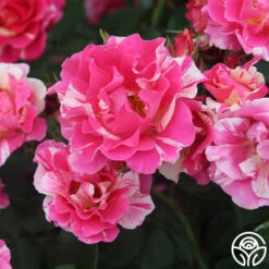 Candy Land -Precisiom Store candyland 2