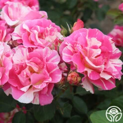 Candy Land -Precisiom Store candyland 3