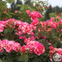 Candy Land -Precisiom Store candyland 4