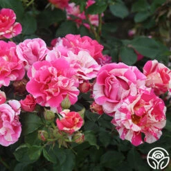 Candy Land -Precisiom Store candyland 5