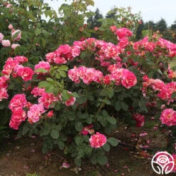 Candy Land -Precisiom Store candyland 7 1