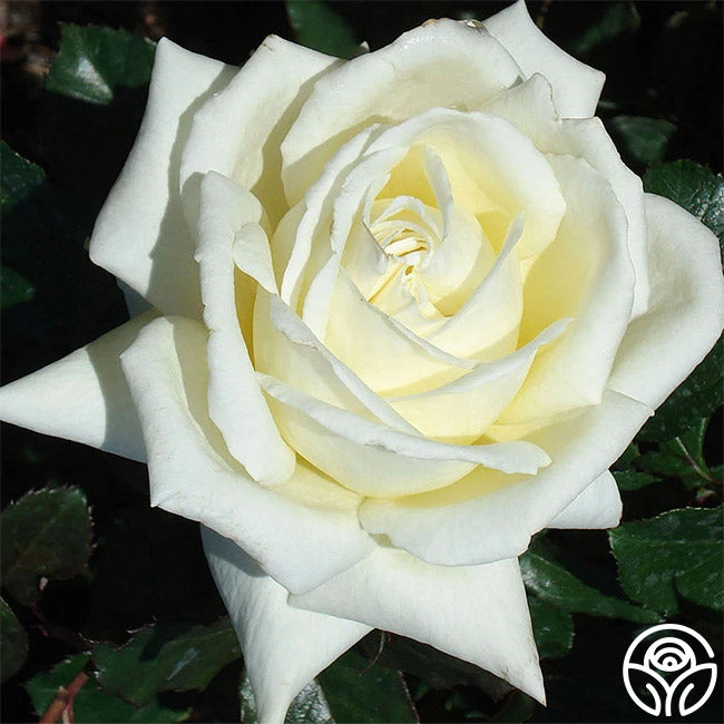 Caroline De Monaco®™ 2 Caroline De Monaco®™ - Image 2