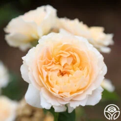 Celtic Pride™ -Precisiom Store celtic pride 11