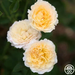 Celtic Pride™ -Precisiom Store celtic pride 13