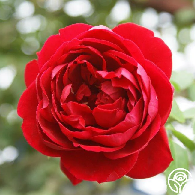 Cherry Garland™ 1 Cherry Garland™