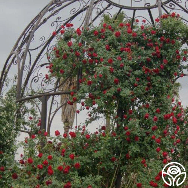 Cherry Garland™ 2 Cherry Garland™ - Image 2