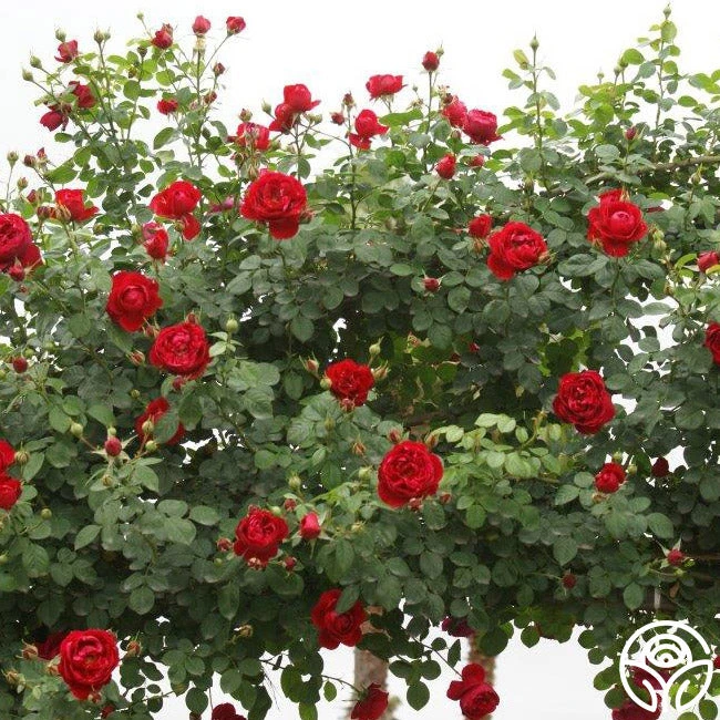 Cherry Garland™ 3 Cherry Garland™ - Image 3