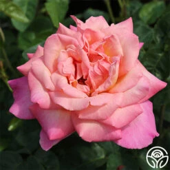 Chicago Peace® 14 Chicago Peace® -Precisiom Store chicago peace 2 8