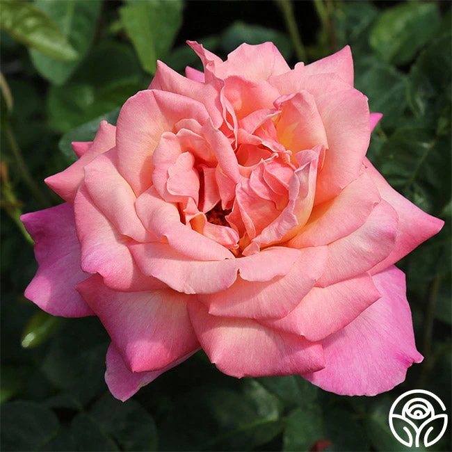 Chicago Peace® 4 Chicago Peace® - Image 4