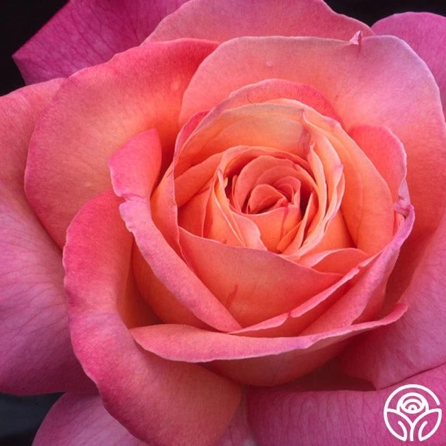 Chicago Peace® 11 Chicago Peace® - Image 11