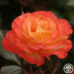 New Release -Precisiom Store chihuly 11